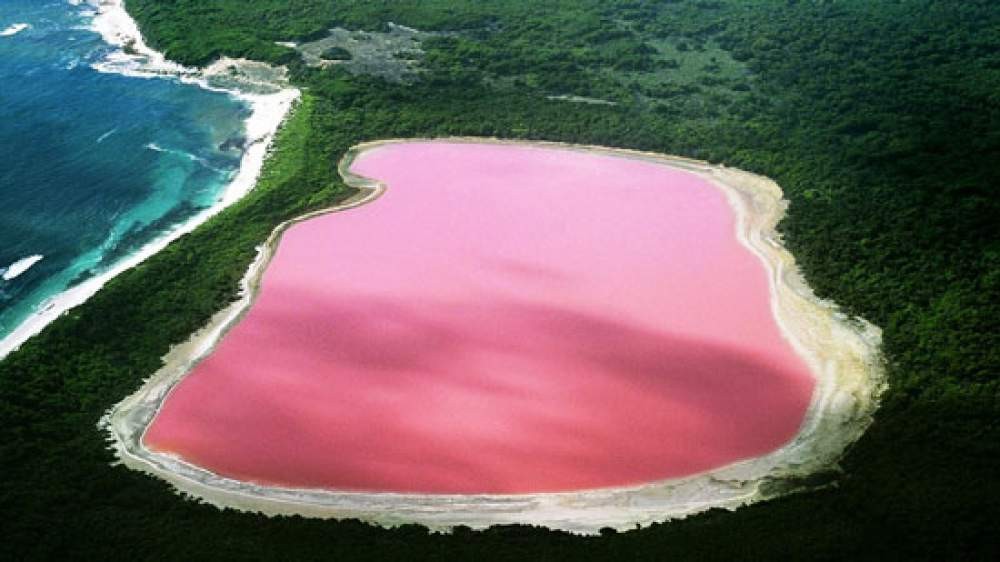 fotografía aérea de un lago rosa rodeado de vegetación